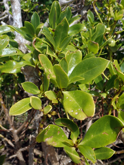 Myoporum semotum