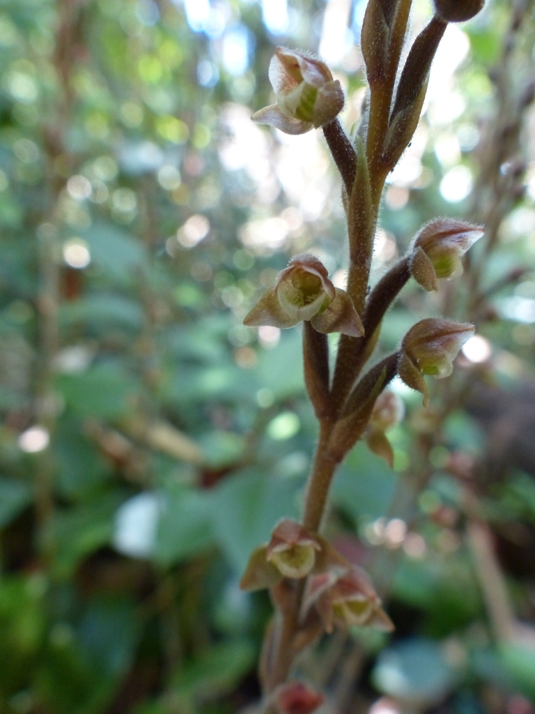 Goodyera afzelii