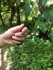 Dendrophidion clarkii