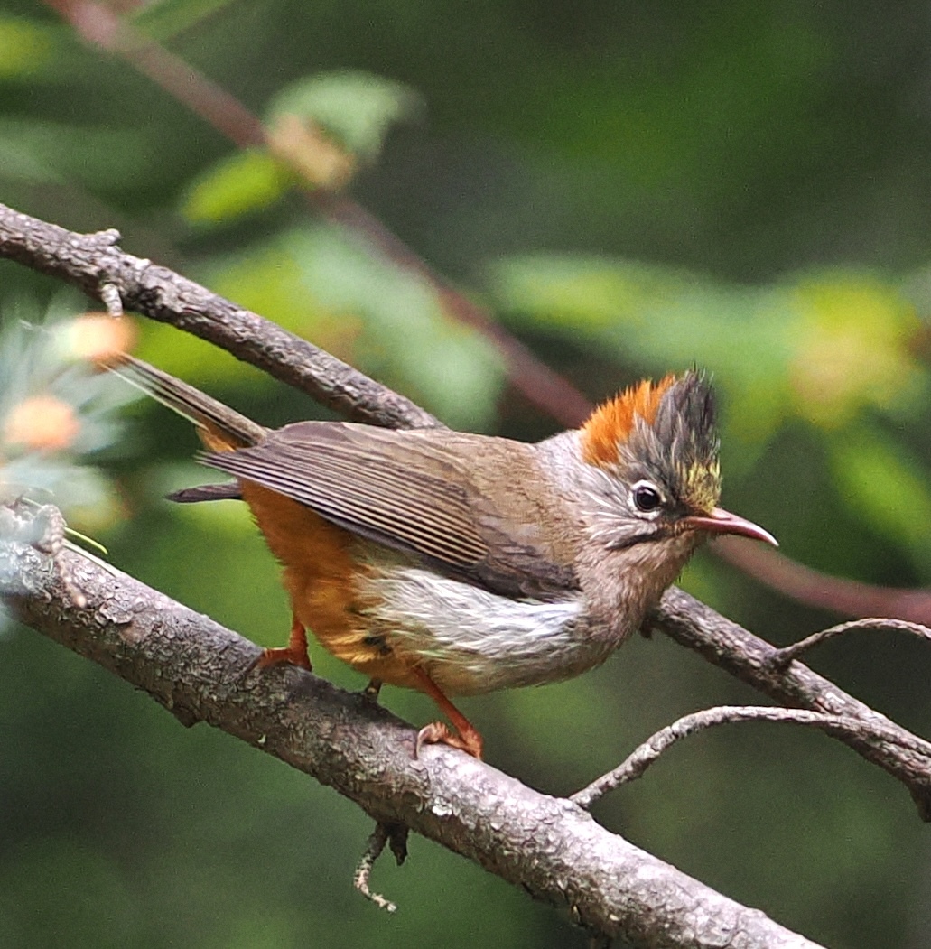 Rufous-vented Yuhina (Yuhina occipitalis), photo 2