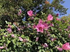 Hibiscus syriacus