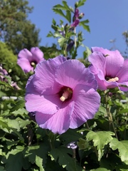 Hibiscus syriacus