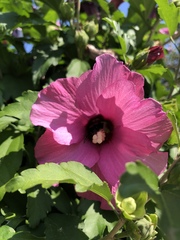 Hibiscus syriacus