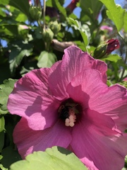 Hibiscus syriacus