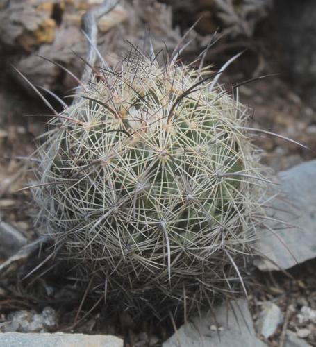 Coryphantha pseudonickelsiae
