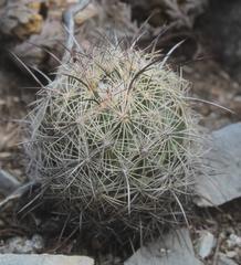 Coryphantha pseudonickelsiae