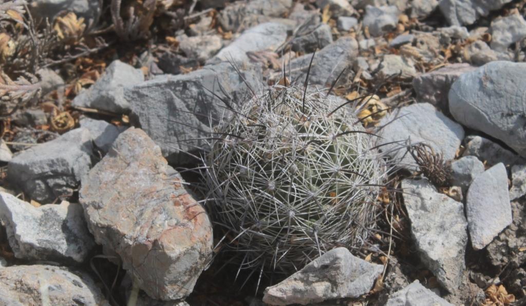 Coryphantha pseudonickelsiae