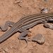 Whiptail Lizards - Photo (c) J. N. Stuart, some rights reserved (CC BY-NC-ND)