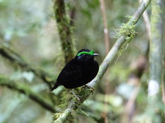 Philepitta castanea