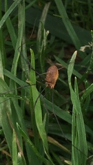 Leiobunum politum