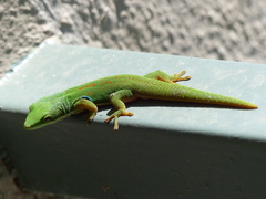 Phelsuma quadriocellata