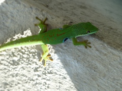 Phelsuma quadriocellata