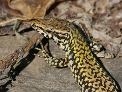 Podarcis muralis