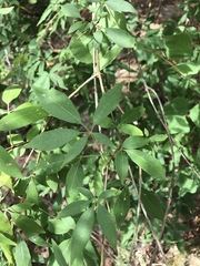Vitex agnus-castus
