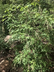 Vitex agnus-castus