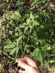 Vitex agnus-castus