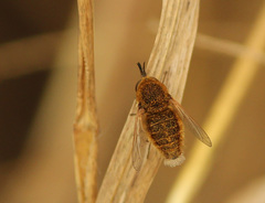 Sparnopolius confusus