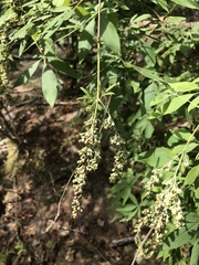 Vitex agnus-castus