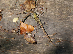 Podarcis muralis
