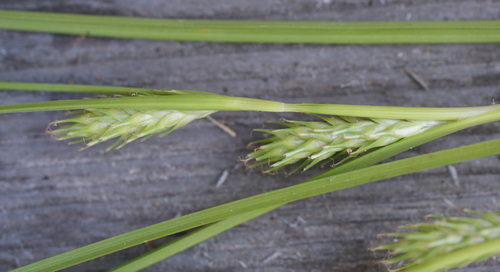 Carex secalina, photograph 6