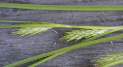 Carex secalina, photograph (c) Роман Шестеров, some rights reserved (CC BY)