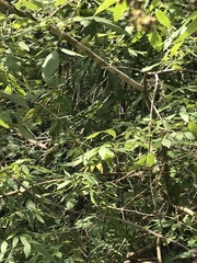 Vitex agnus-castus