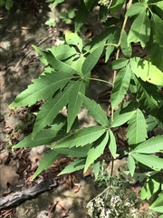 Vitex agnus-castus