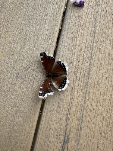 Mourning Cloak