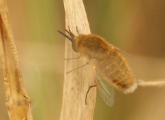 Sparnopolius confusus