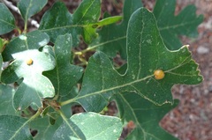 Xanthoteras eburneum