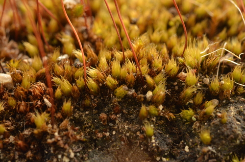 Ptychostomum compactum observed 2025-06-07