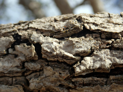 Myoporum semotum