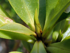 Myoporum semotum