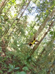 Micrathena kirbyi