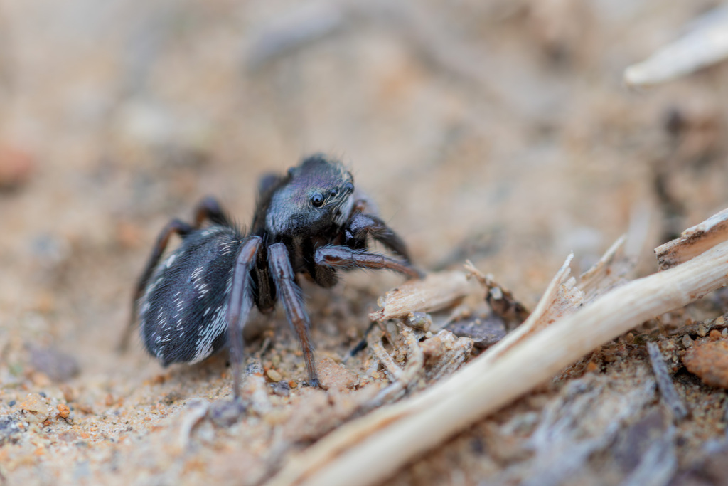Chalcoscirtus tanasevichi