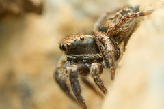 Habronattus oregonensis