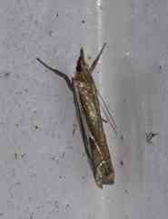 Crambus bidens