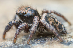 Habronattus oregonensis