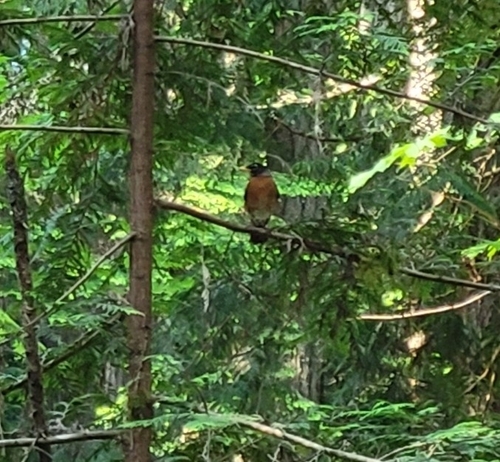 American Robin