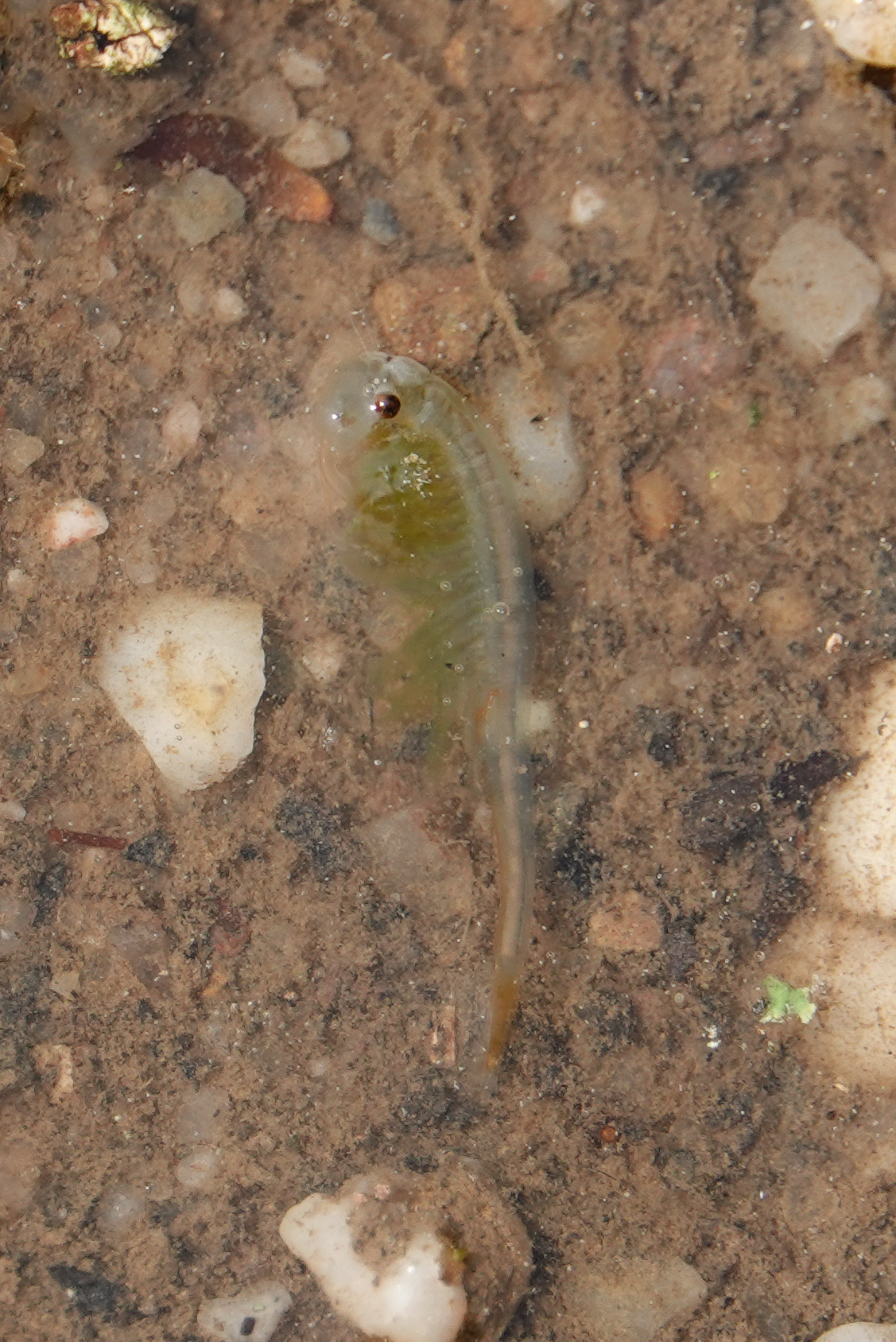 Branchipus schaefferi Fischer, 1834