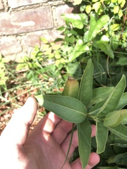 Asclepias