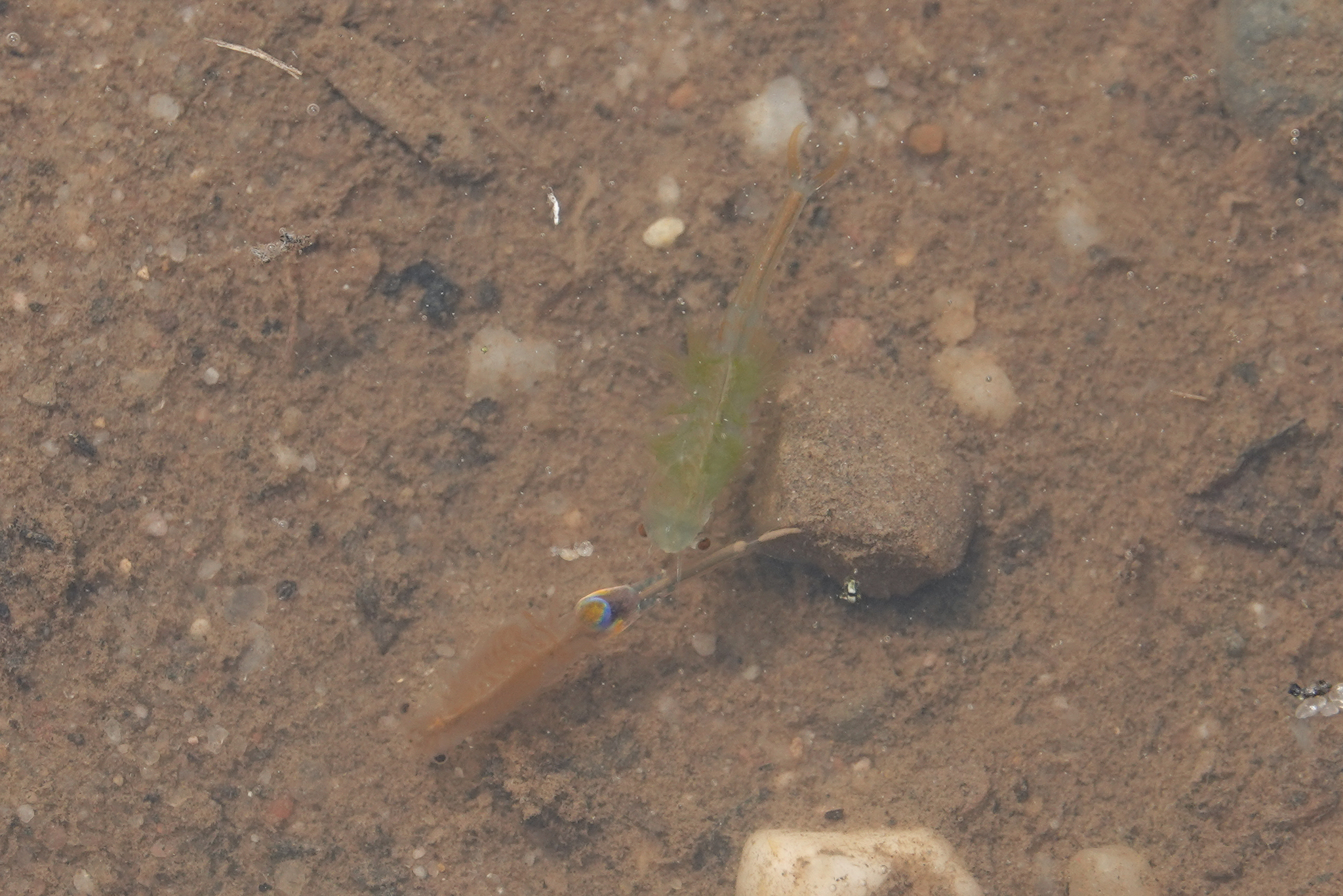 Branchipus schaefferi Fischer, 1834