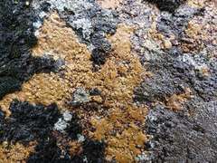 Ionaspis lacustris