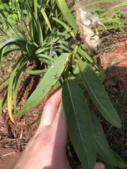 Asclepias