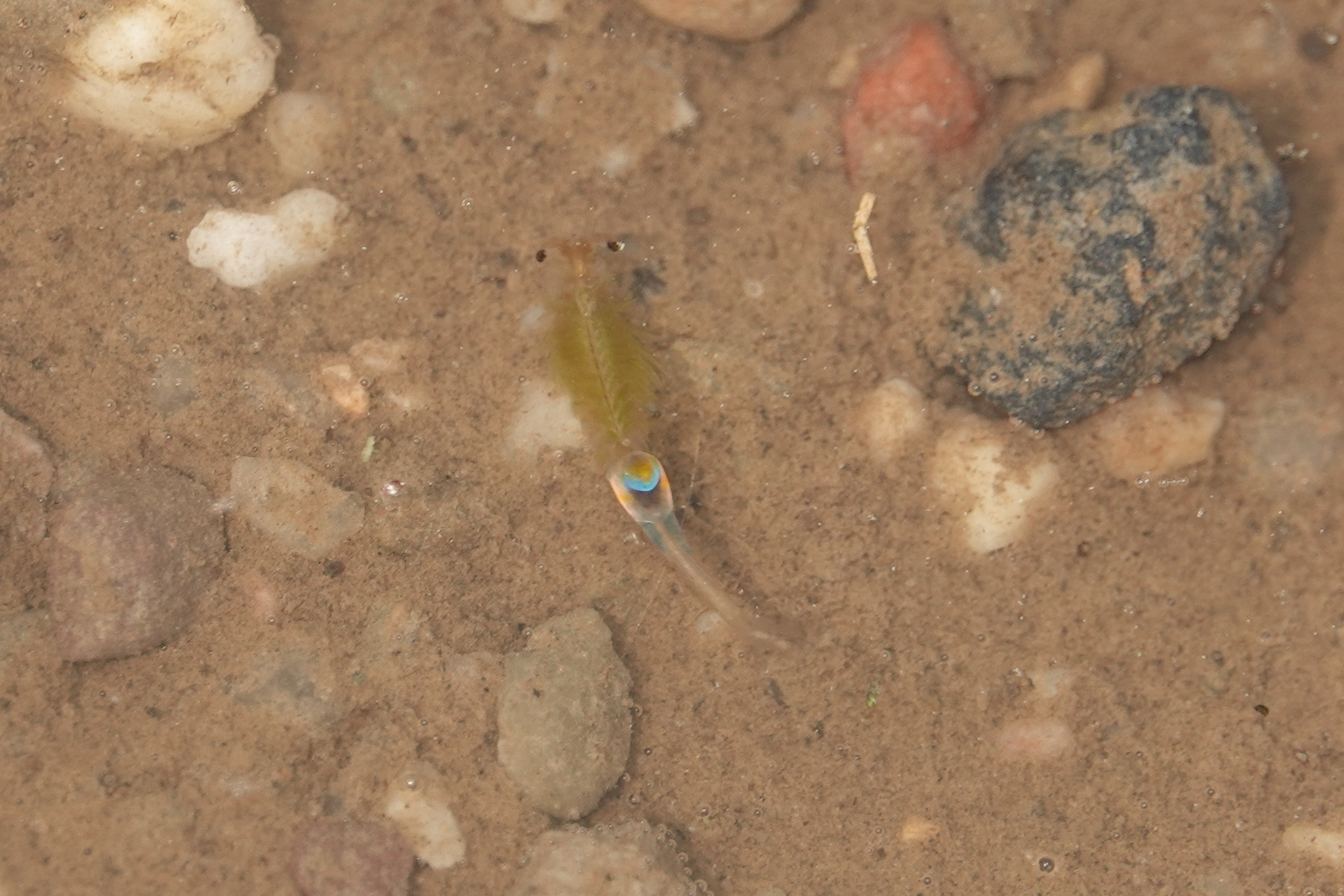 Branchipus schaefferi Fischer, 1834