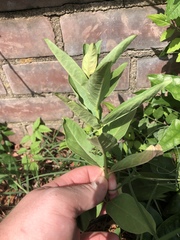 Asclepias