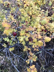 Ribes montigenum
