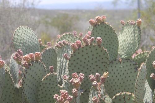 Blind Pricklypear