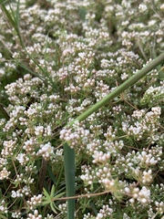 Adenogramma glomerata