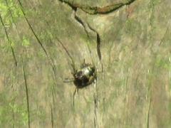 Pentatomini